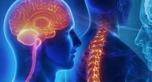 Neurosciences (Brain & Spine)