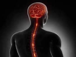 Neurosciences (Brain & Spine)