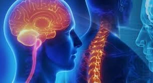 Neurosciences (Brain & Spine)